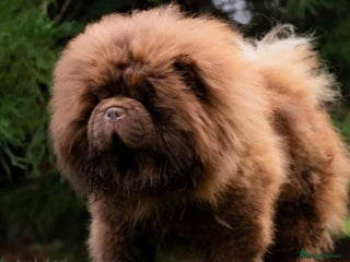 Chow Chow dogs Chocolate chow chow puppies - Advert 4