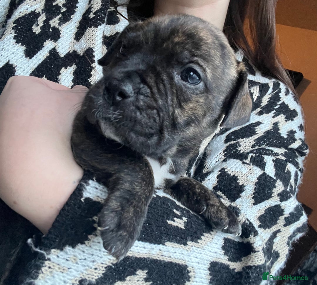 Mixed Breed dogs for sale: Presa Canario X American Bulldog puppies - Advert 2