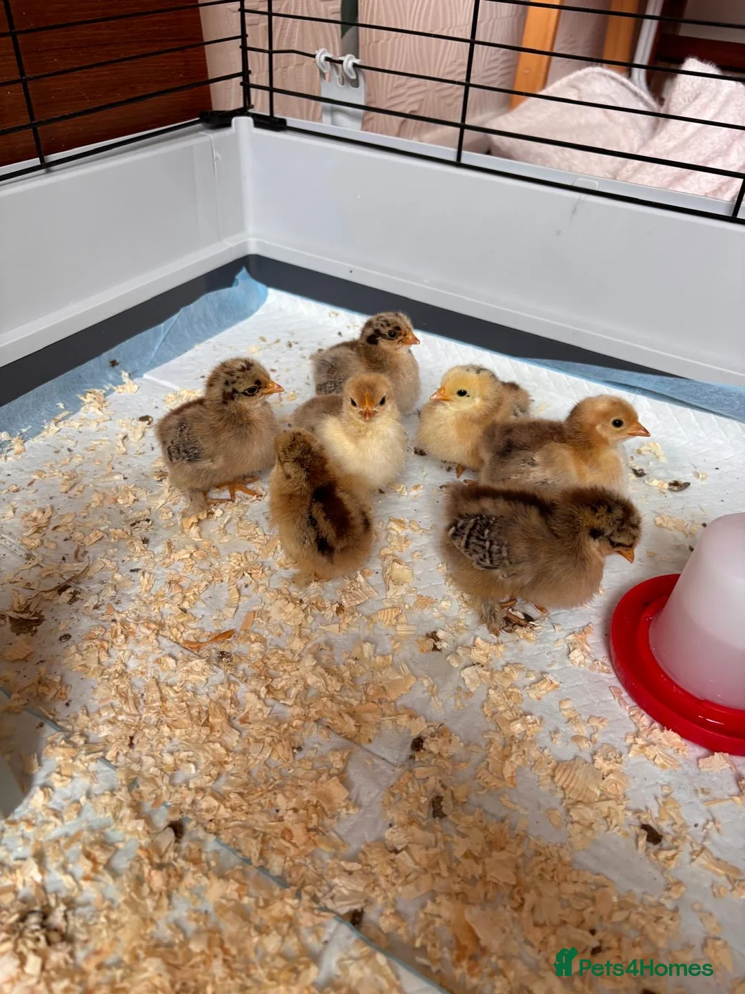 Chickens poultry for sale: Pekin Bantam chicks  in Leeds - Advert 4