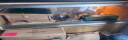 Corn Snake reptiles for sale: Corn snake for rehome in Frome - Advert 8