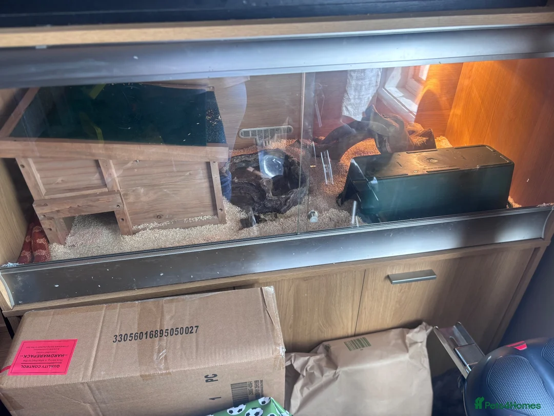 Corn Snake reptiles for sale: Corn snake for rehome in Frome - Advert 8