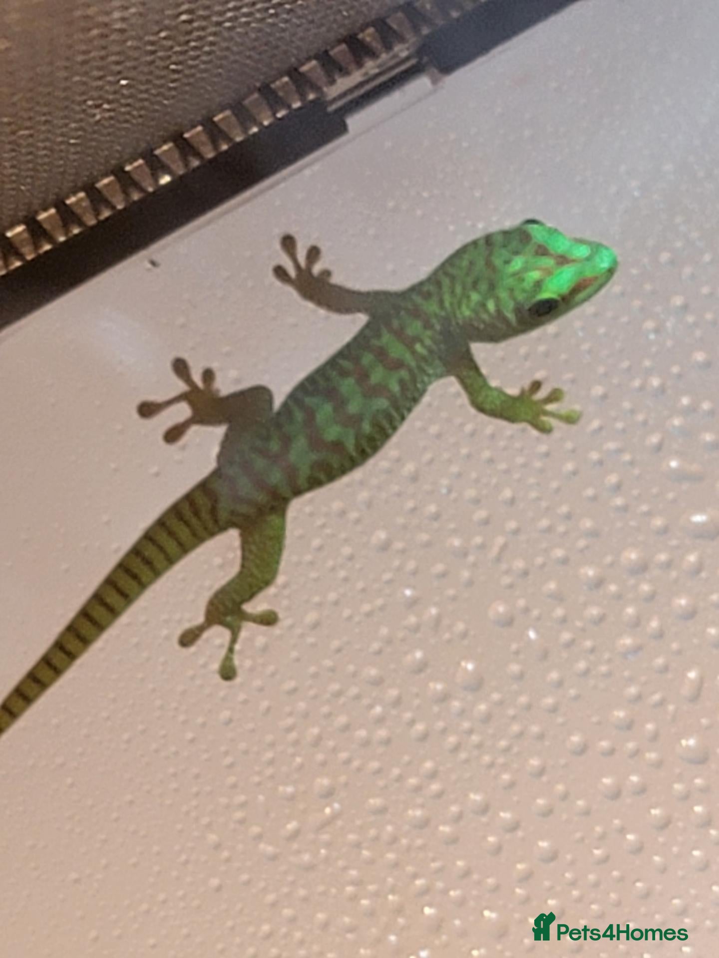 Gecko reptiles Baby giant madagascan day geckos - Advert 1