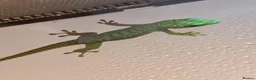 Gecko reptiles for sale: Baby giant madagascan day geckos - Advert 1