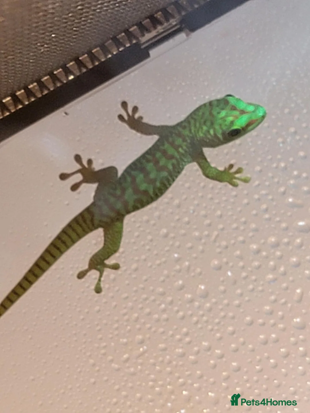 Gecko reptiles for sale: Baby giant madagascan day geckos - Advert 1