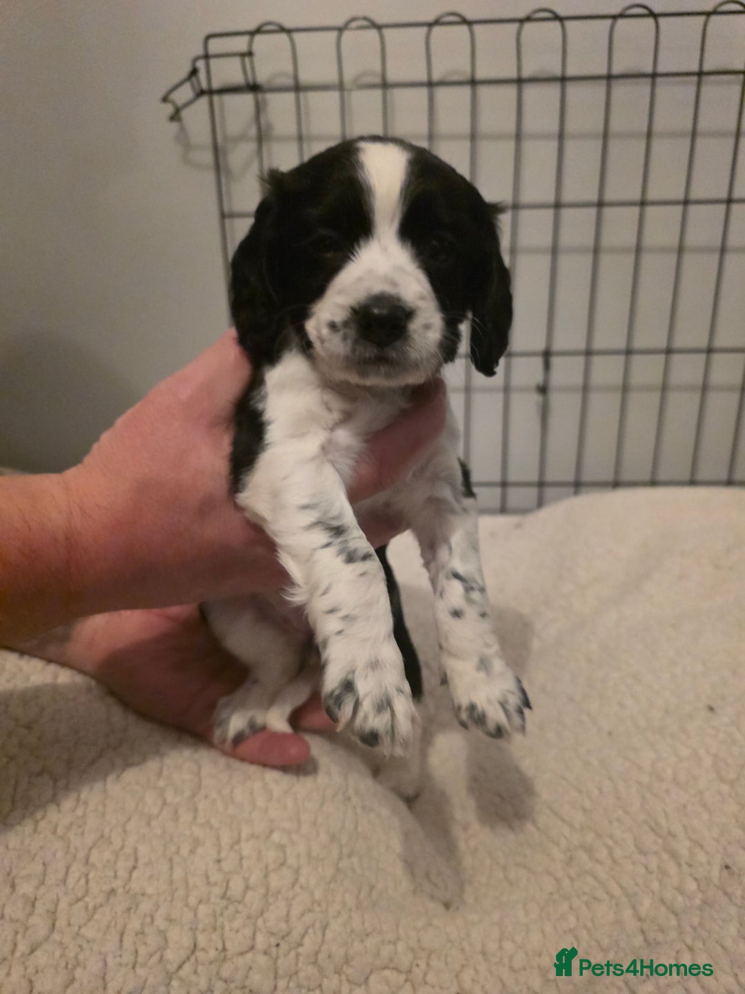 Cocker Spaniel dogs for sale: 6 cocker spaniel puppies  - Advert 25