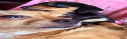 Miniature Dachshund dogs for stud: Miniature Dashshund Stud - Advert 5