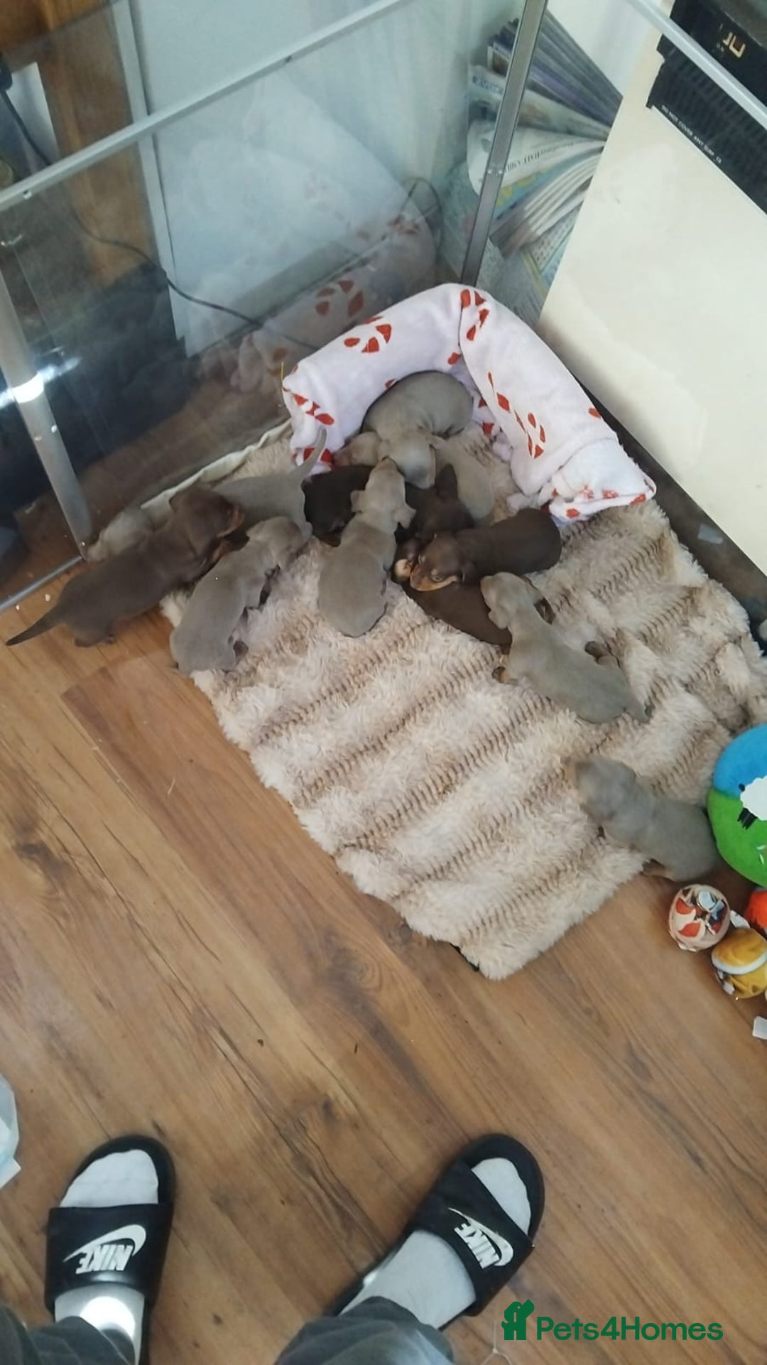 Dachshund dogs for sale: Mini Dachshund Puppies - Advert 3