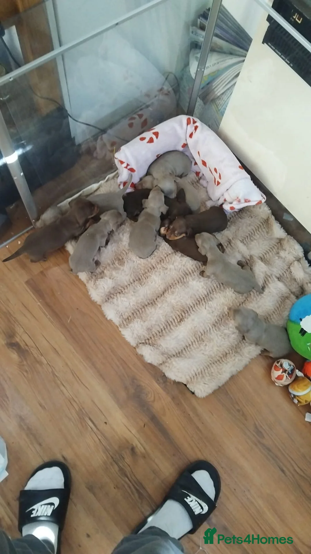 Dachshund dogs for sale: Now only 2 male mini dachshund puppies  - Advert 18