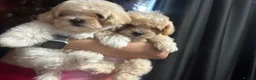 Maltipoo dogs for sale: 🐾 Russian Toy Poodle&Korean Maltese Male Puppies - Advert 7