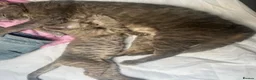 Devon Rex cats for sale: Outstanding kittens.  - Advert 8
