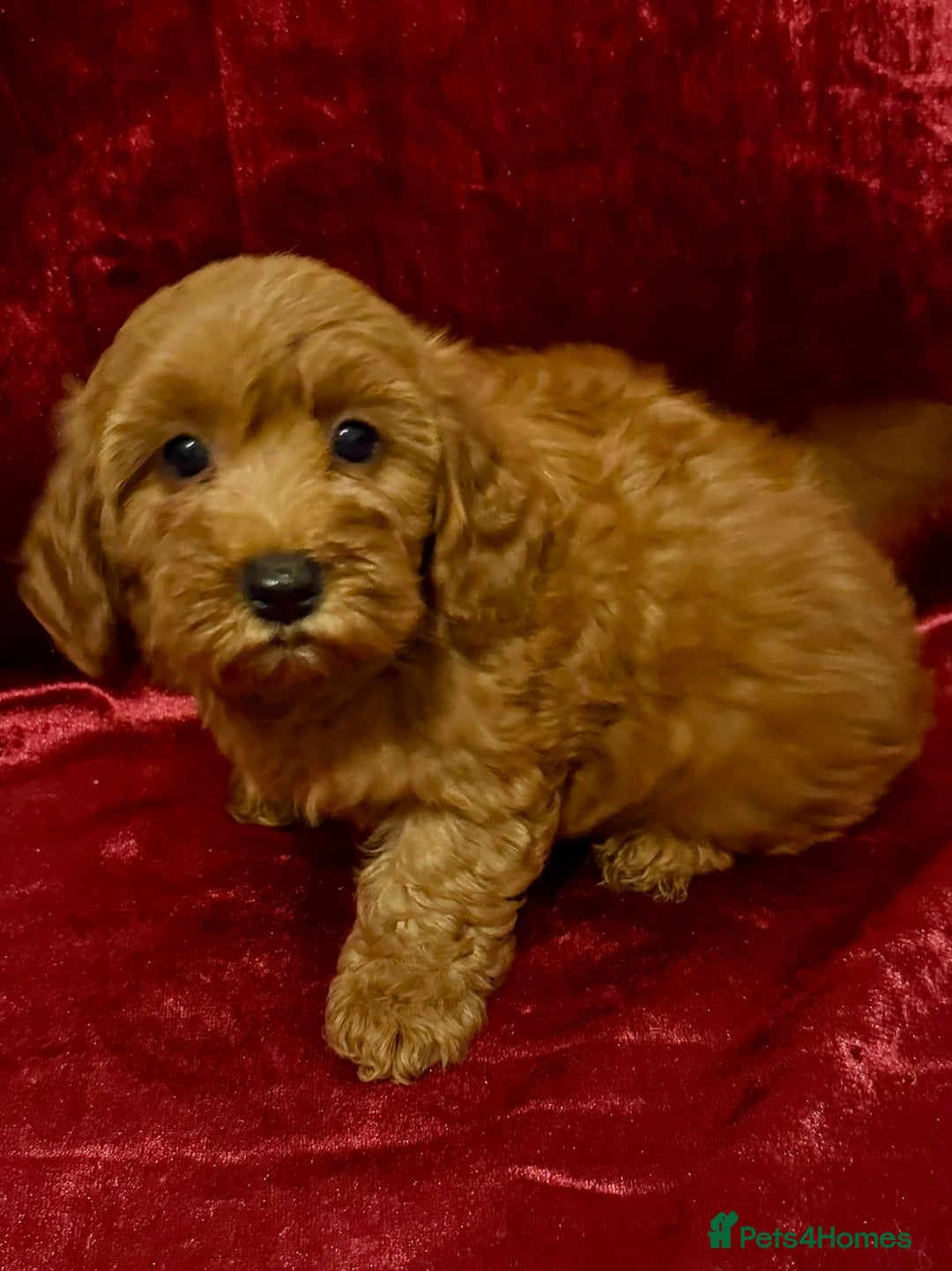 Maltipoo dogs for sale: READY TO LEAVE!! BEAUTIFUL LITTER OF F1B MALTIPOOS - Advert 8