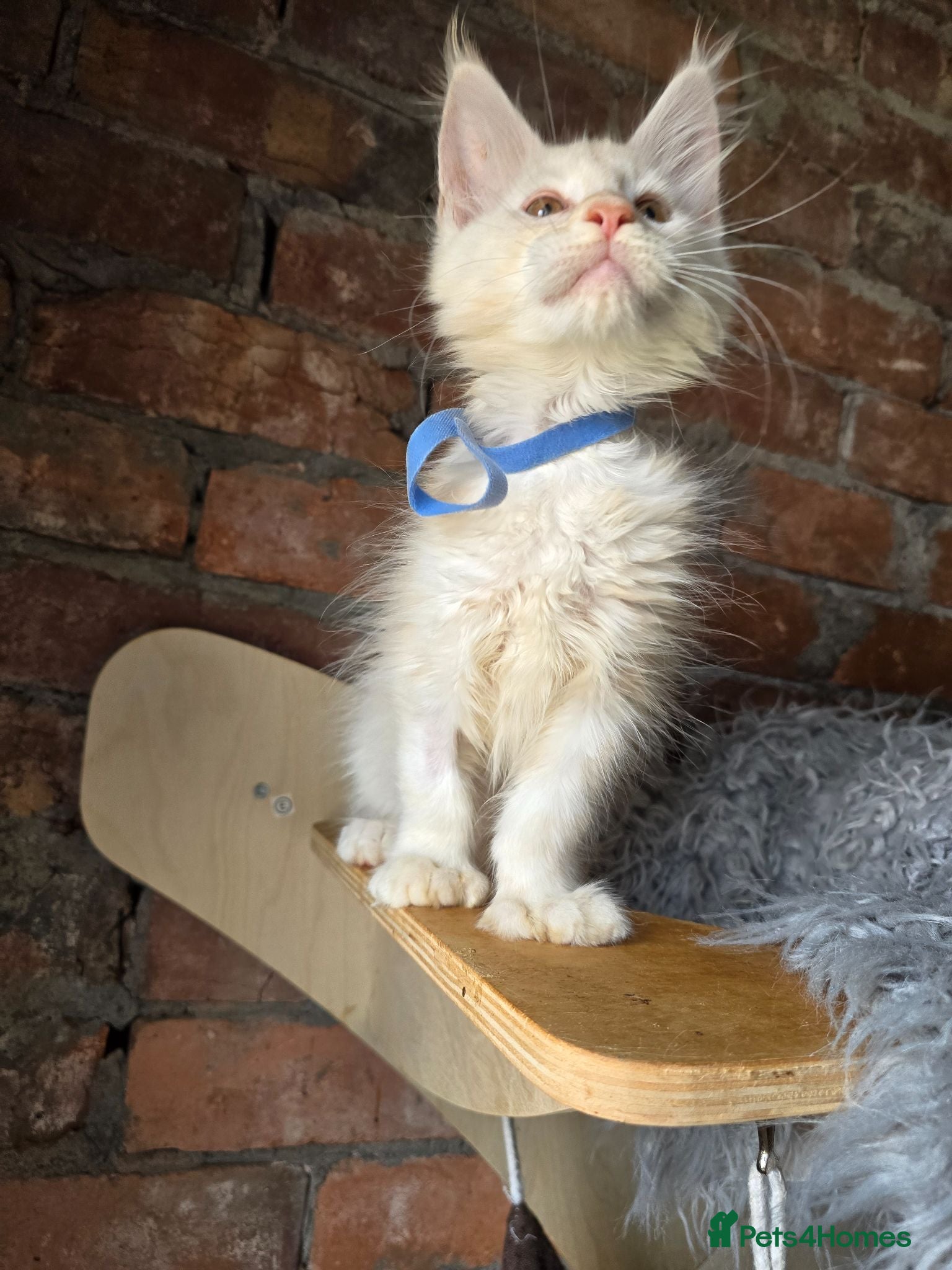 Maine Coon cats Tica Maine Coon Kittens  - Advert 7