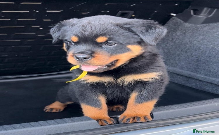 Rottweiler dogs - Advert 1