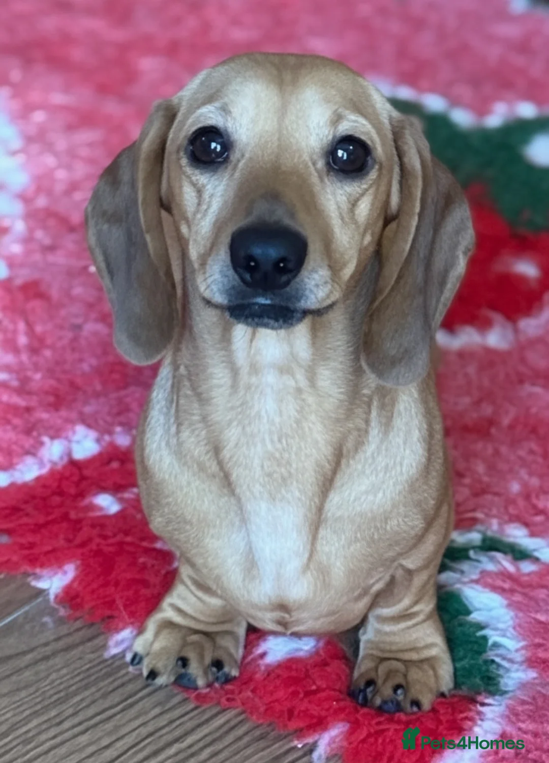 Miniature Dachshund dogs for stud: Kc reg pra clear fawn mini smooth.  - Advert 5