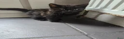 Maine Coon cats for sale:  black fluffy kittens and mom cat - Advert 2