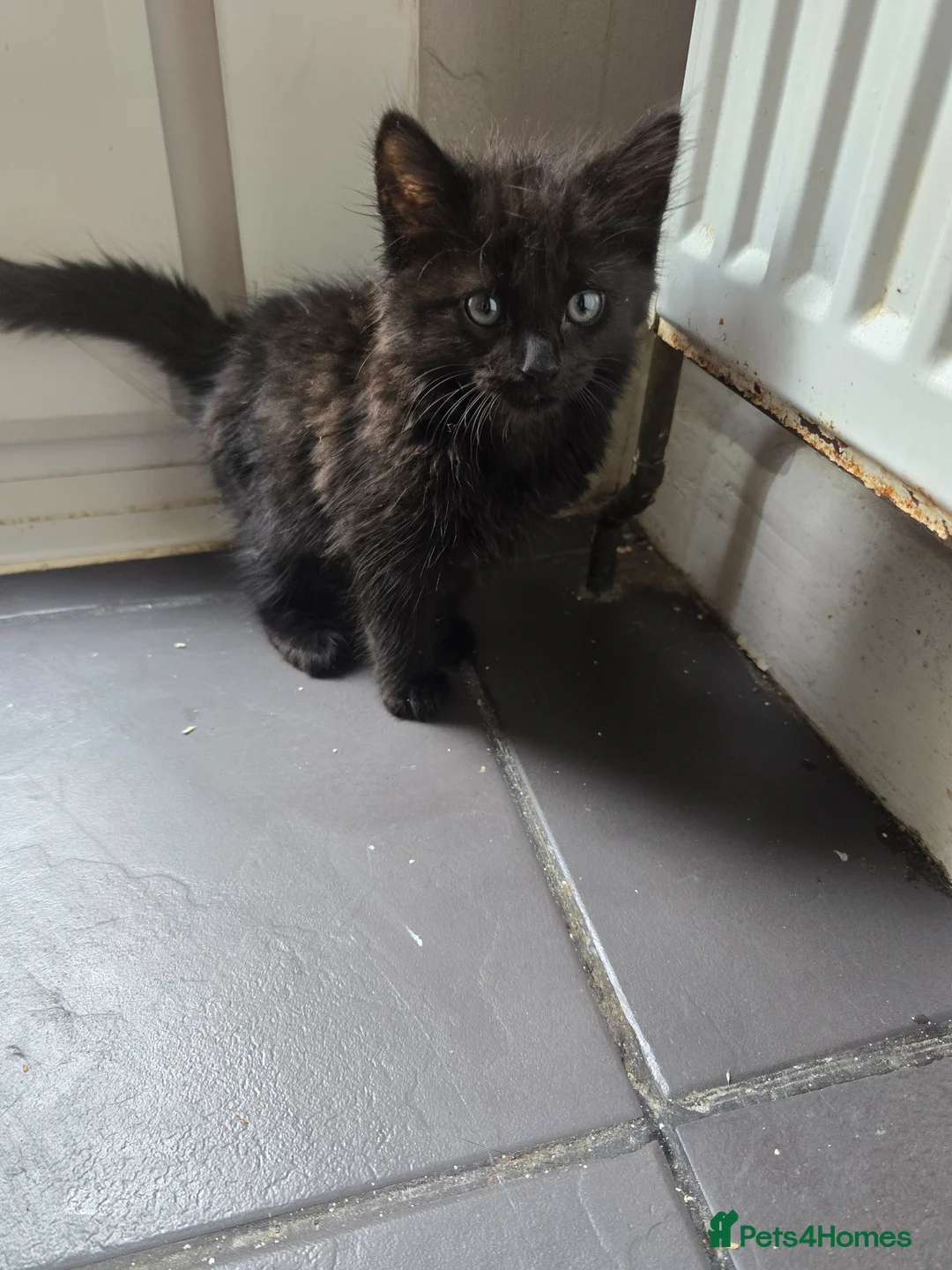 Maine Coon cats for sale:  black fluffy kittens and mom cat - Advert 2