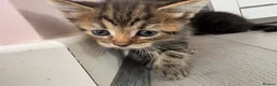Mixed Breed cats for sale: Kittens for sale  - Advert 4