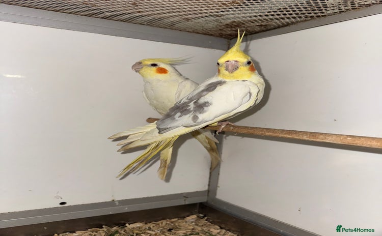 Cockatiels birds COCKATIELS - ALBINO/LUTINO/PIED - Advert 5