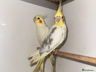 Cockatiels birds COCKATIELS - ALBINO/LUTINO/PIED - Advert 5