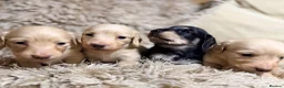 Miniature Dachshund dogs for sale: KC Longhaired Cream Miniature Dachshund Puppies - Advert 9