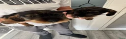 Dachshund dogs for sale: Beautiful Teckel Dachshund puppies for sale - Advert 14