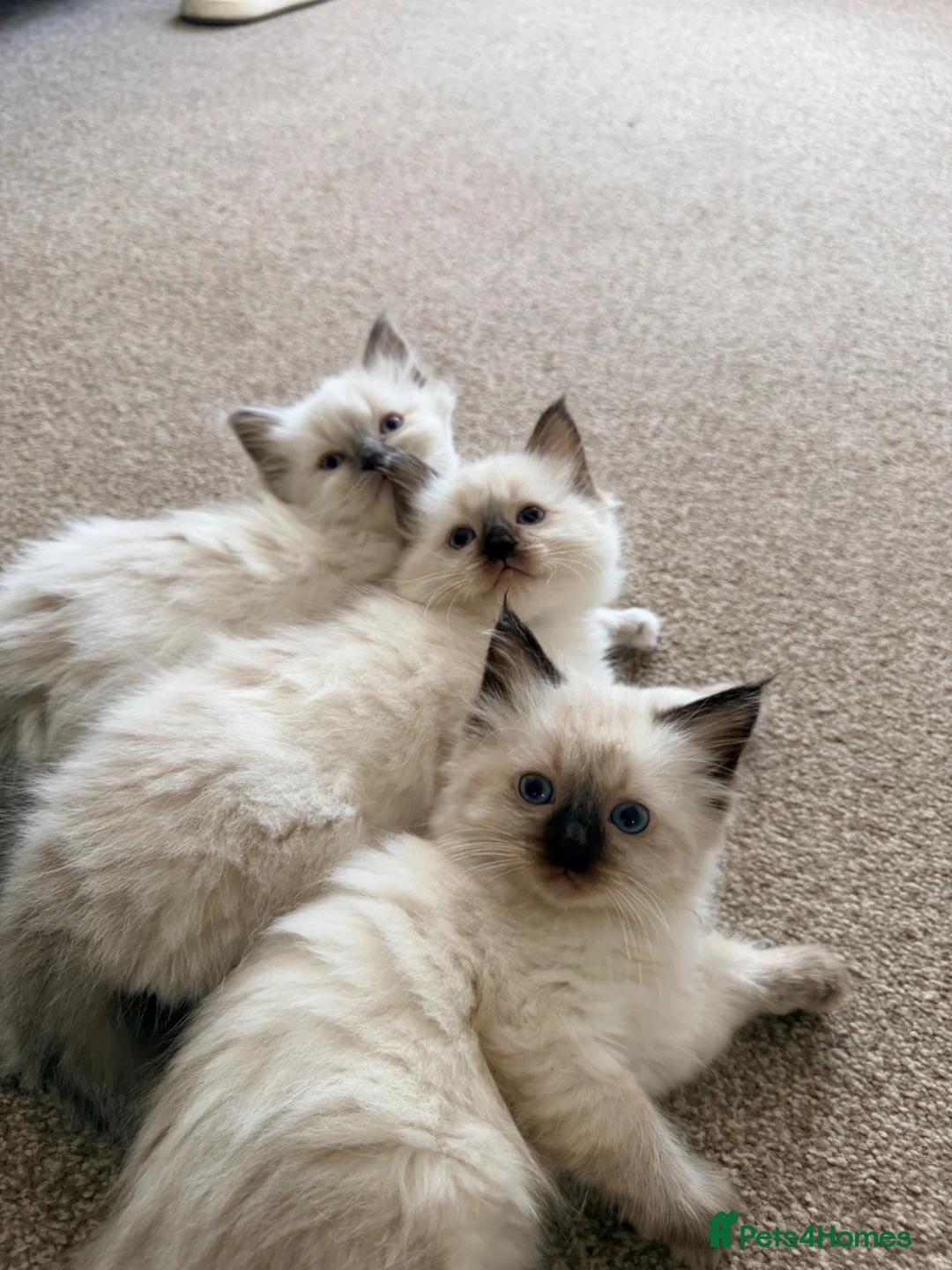 Ragdoll cats for sale: Ragdoll  in Peterborough - Advert 2