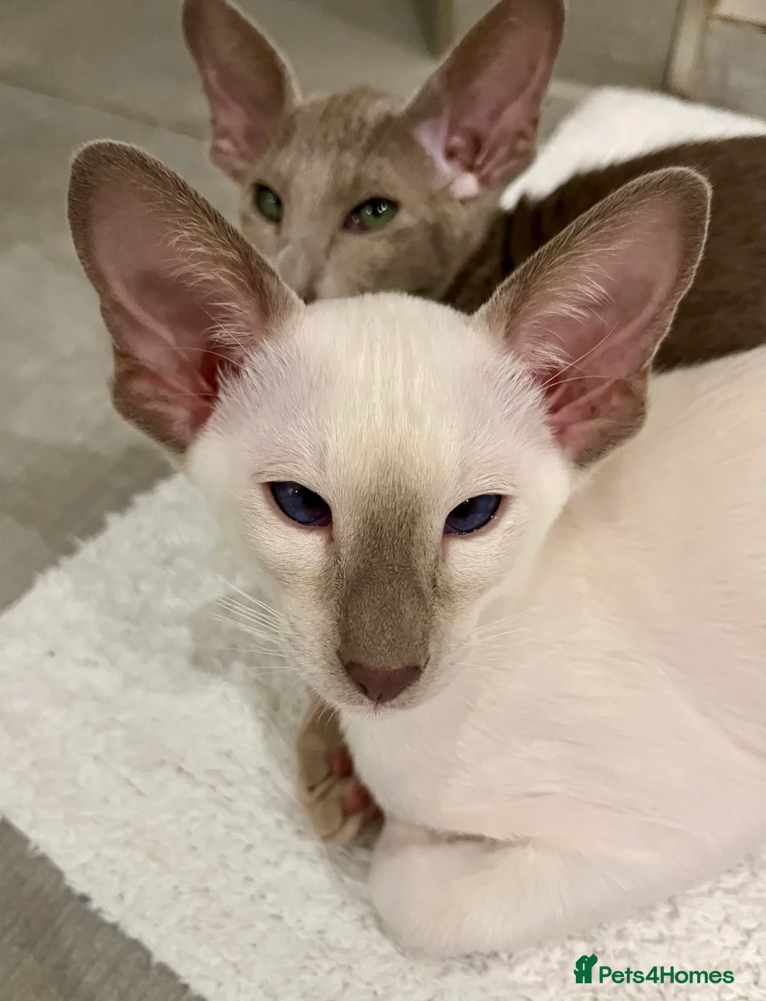 Siamese cats for sale: Supreme Pedigree Siamese kittens GCCF registered  - Advert 14