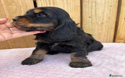 Cocker Spaniel dogs for sale: 1 male left! Top quality 100% show lines  - Image 15