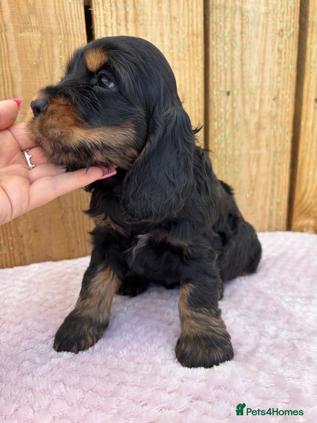 Cocker Spaniel dogs for sale: 1 male left! Top quality 100% show lines  - Image 15