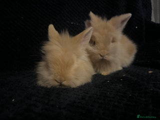 Lionhead rabbits - Advert 2