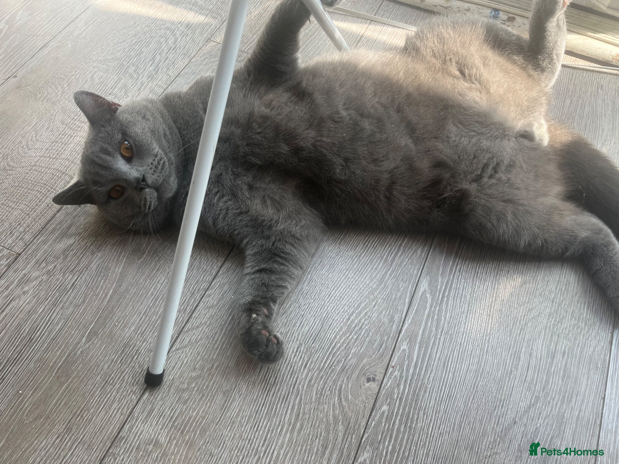 Mixed Breed cats Beautiful half British shorthair hair kittens - Advert 4