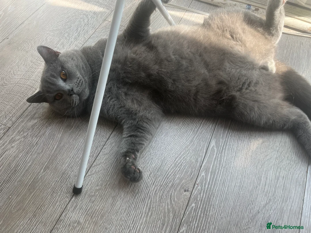 Mixed Breed cats for sale: Beautiful half British shorthair hair kittens - Advert 1
