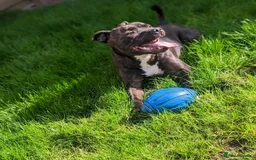 Staffordshire Bull Terrier dogs for sale: Male Staffy micro chipped ready for his new family - Image 14