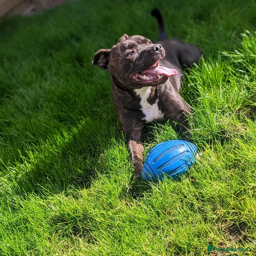 Staffordshire Bull Terrier dogs for sale: Male Staffy micro chipped ready for his new family - Image 14
