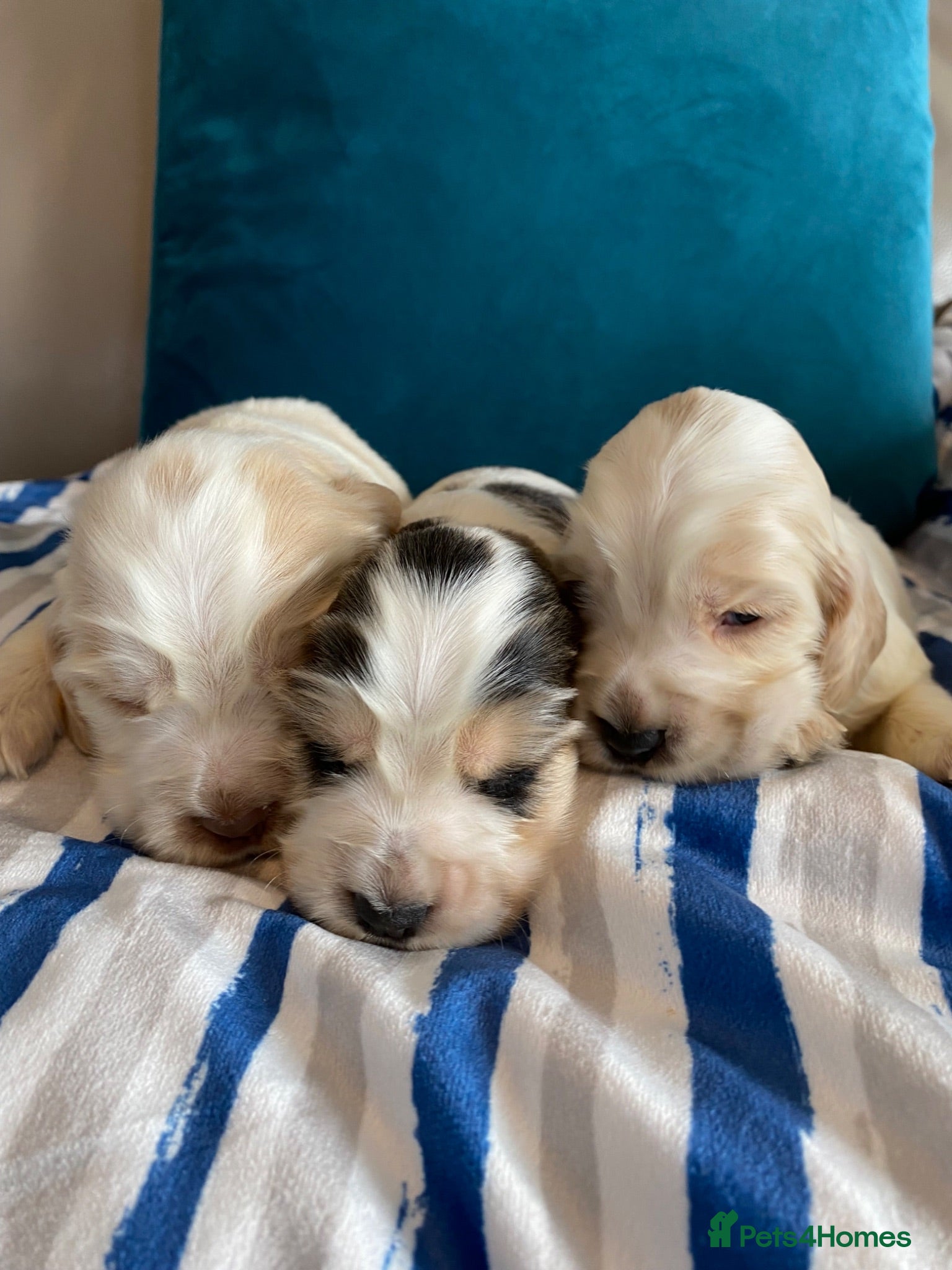 Cocker Spaniel dogs 🐶Show type KC reg vaccinated READY SOON  - Advert 1