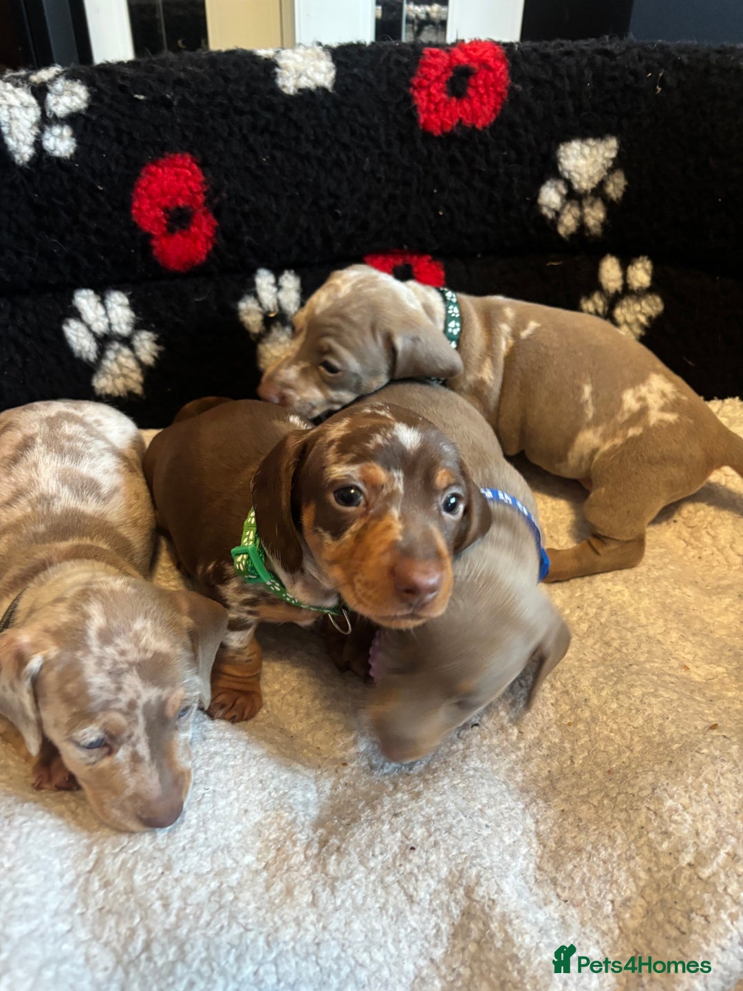 Dachshund dogs for sale: Miniature dapple chocolate boy puppies - Image 12