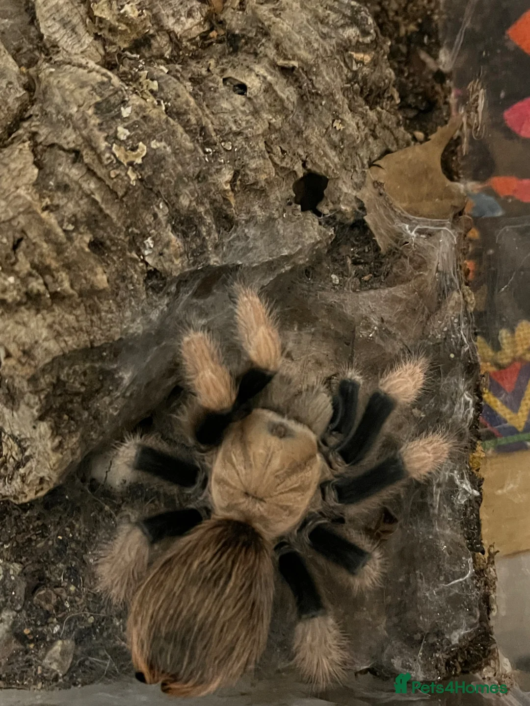 Tarantulas invertebrates for sale: Tarantulas mixed sizes & sex new & old world  in Benfleet - Advert 11