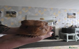 Guinea Pig rodents for sale: 6 boars 4 sale pr5 5ag  - Advert 4