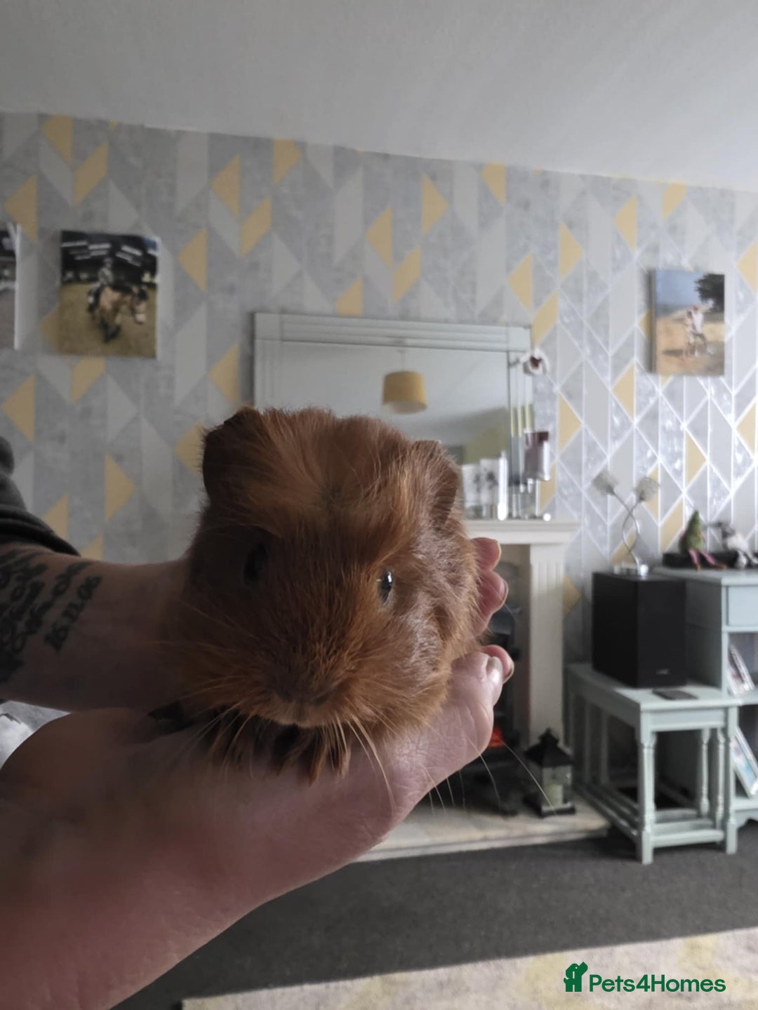 Guinea Pig rodents for sale: 6 boars 4 sale pr5 5ag  - Advert 4