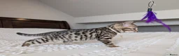 Bengal cats for sale: 🖤🩶🤍 BEAUTIFUL BENGAL KITTENS 🤍🩶🖤 - Advert 20