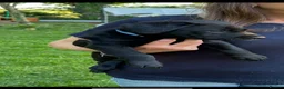 Labrador Retriever dogs for sale: KC Working Black Labrador Puppies  - Advert 3