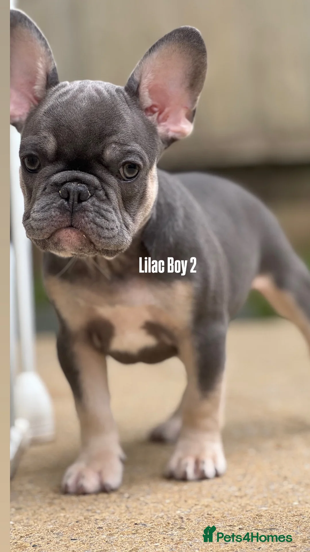 French Bulldog dogs for sale: REDUCED PRICE FOR WEEKEND KC REG FRENCH BULLDOG - Advert 2
