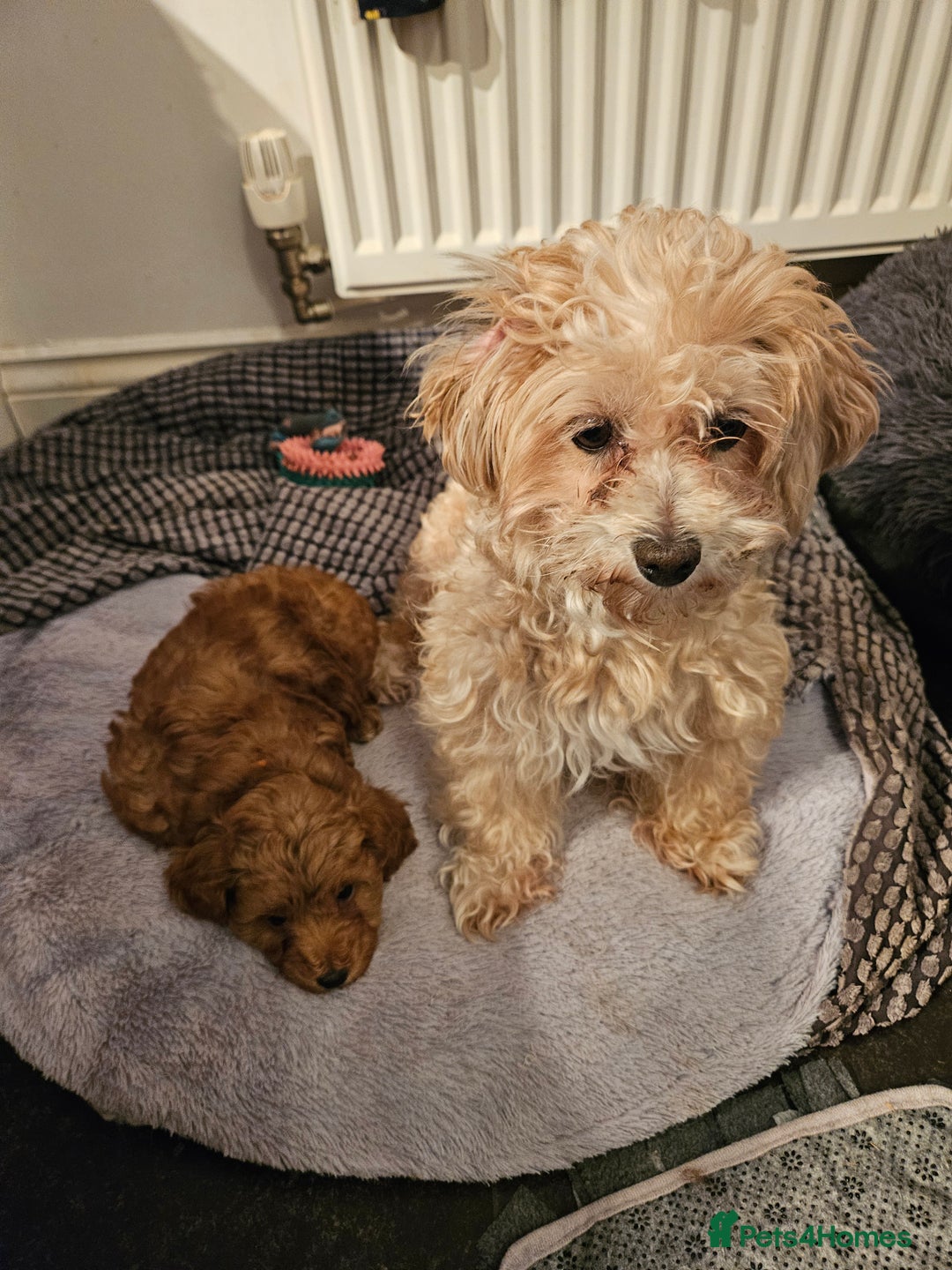 Maltipoo dogs for sale: Stunning Maltipoo Puppies ❤️  - Image 8