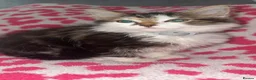 Mixed Breed cats for sale: Gorgeous kittens in Dukinfield - Advert 6