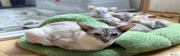 Siamese cats for sale: New kittens - Advert 9