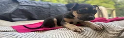 Mixed Breed dogs for sale: German Shepherd mix puppies  in Swansea - Advert 28