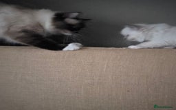 Ragdoll cats for sale: Ragdol mix 4 girls 1 boy - Image 14