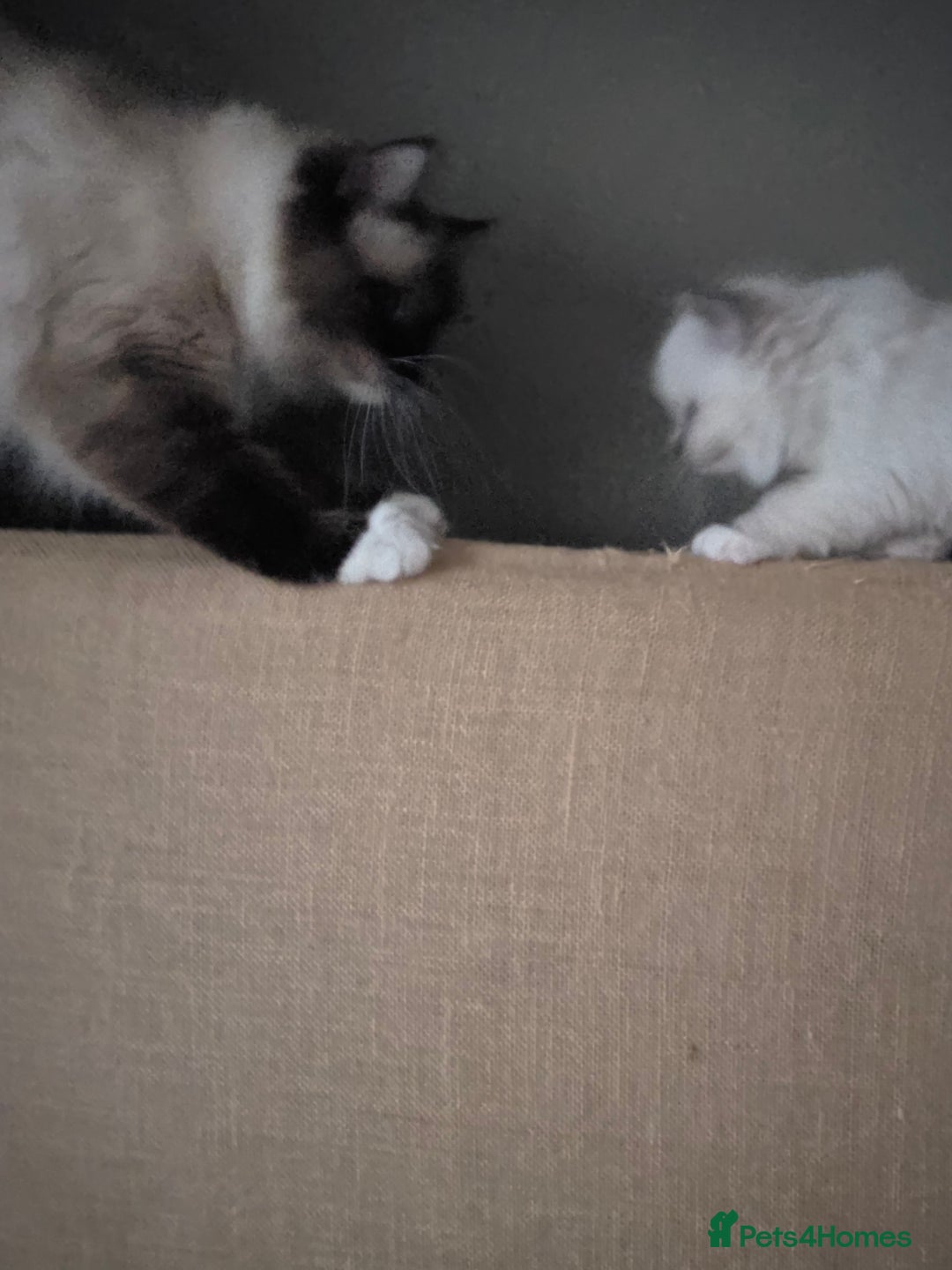 Ragdoll cats for sale: Ragdol mix 4 girls 1 boy - Image 14