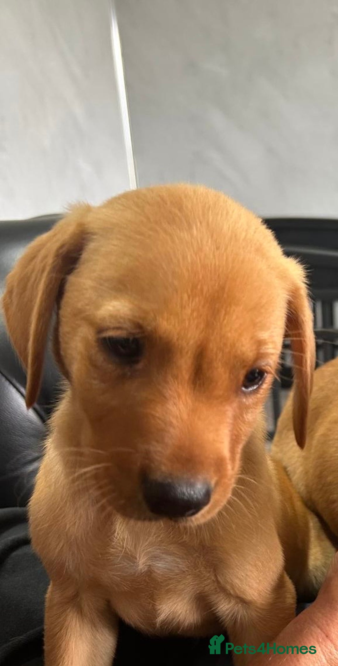 Labrador Retriever dogs for sale: "LAST MALE" Ready To Leave - Image 1