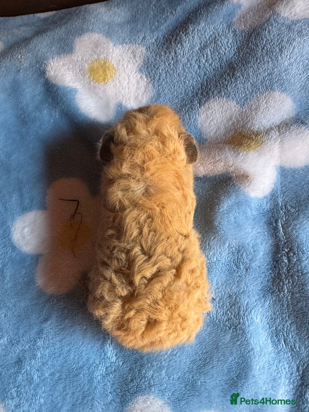 Guinea Pig rodents for sale: Swiss male baby guinea pigs  - Image 5